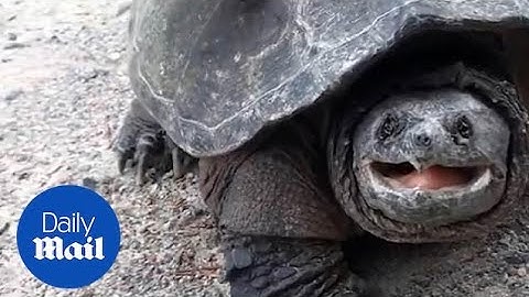Girl is in for a shock when she gets too close to angry turtle