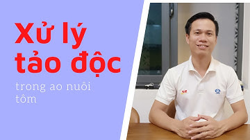 Xử lý tảo độc trong ao nuôi tôm |Công ty ops