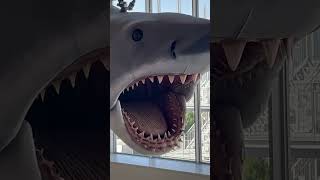 Celebrity Meet Bruce the shark animatronic from JAWS now display at the Academy Museum of Motion Picture!!! Net Worth