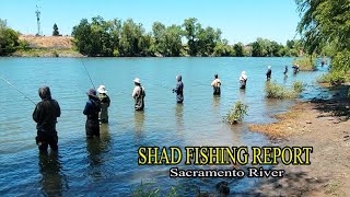 Shad fishing report 05/15/2024 for the Sacramento River