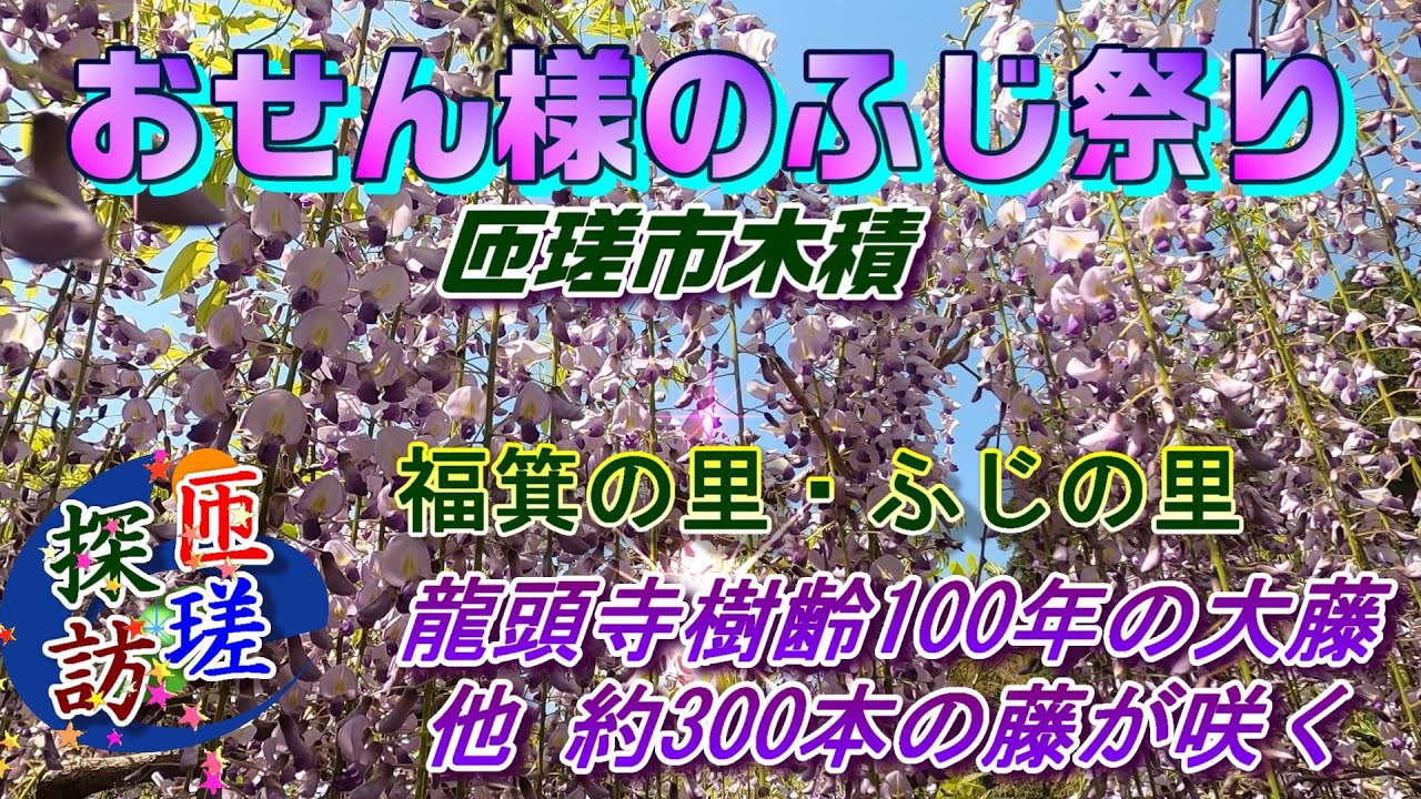 匝瑳探訪】おせん様のふじ祭り 