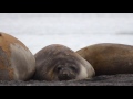 CHRISTMAS IN ANTARCTICA 2016