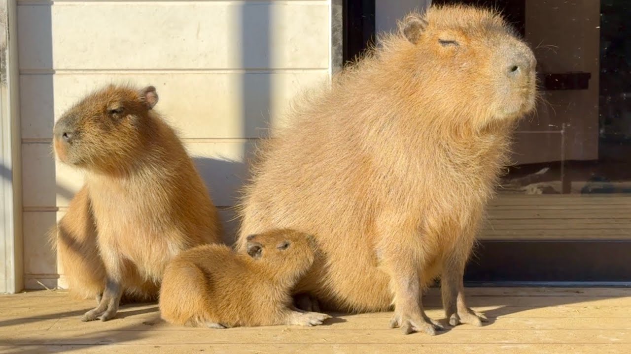 朝のカピバラホテル・赤ちゃんを見守るママカピとお兄ちゃんが優しい💛