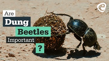 Are dung beetles important?