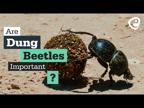 Are dung beetles important?