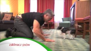 Dokumenty W Puls 2 - Pn. - Pt., Godz. 1910, Puls 2