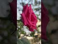 Beautiful gods creations #shorts #shortvideo #flowers #photography #hibiscus #nature #ytshorts