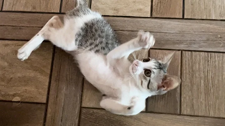 Video 6907921: cat playing chase, funny cat