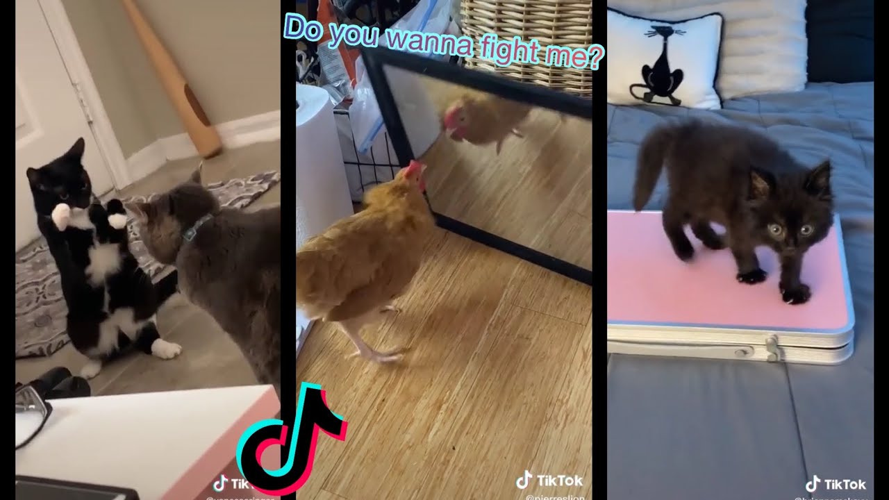 Do You Wanna Fight Me Do You Wanna Catch These Hands Animal Version Tiktok Compilation Youtube