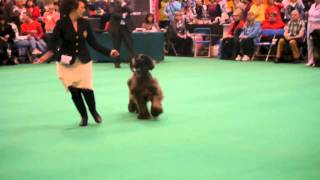mercy crufts 2013 by thendara show dogs 390 views 11 years ago 2 minutes, 15 seconds