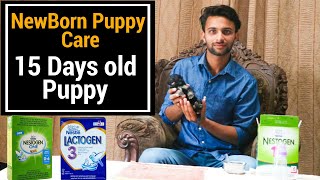 How to Take Care of a Puppy: Bringing a Puppy Home | पिल्ला की देखभाल कैसे करें