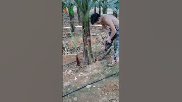 Tưới tự động cho Chuối #thapxanh