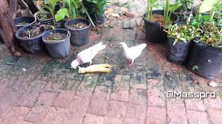 Download lagu Ternyata Burung Dara Doyan Makan Jagung Rebus
