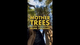 What is a Mother Tree?  How trees work together and what we can learn from them