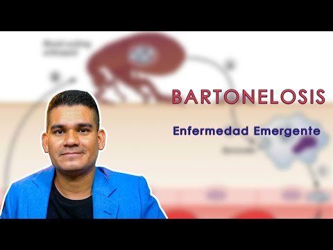 Video: Infección Por Bartonella En Perros