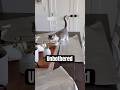 Cats are unpredictable 🤷🏻‍♀️ #cat #catshorts #ytshorts #fyp #explore #dailyvlog #life