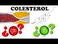 COLESTEROL BUENO, MALO, HDL Y LDL | QUE SON
