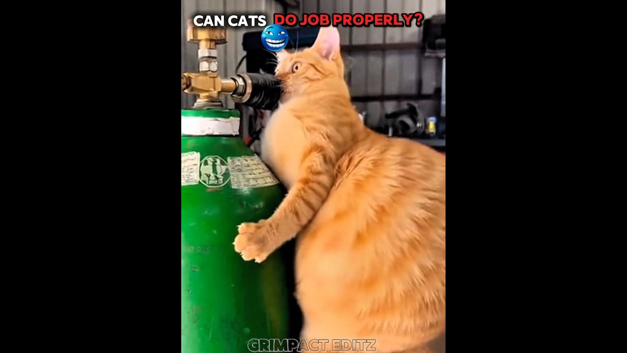 Can Cats Do Their Job Properly ☠️ 