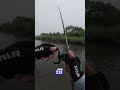 toman atau gabus ‼️ #viralvideo #shortvideo #memancing #casting #ikan