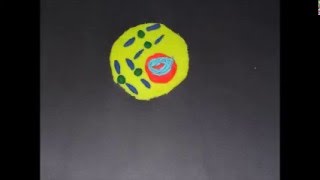 Mitosis Claymation Video