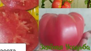 Лучшие сортовые томаты у меня в коллекции/Каталог помидор на 2022- 2023 год.
