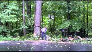 Felling A Tree