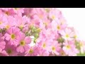 Romantic.Flower Music