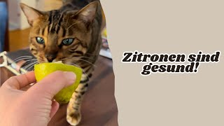 Katze riecht an Zitrone