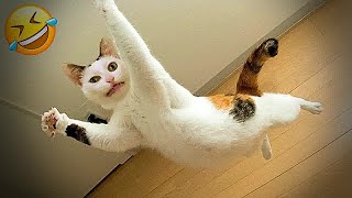 Best Funny Dogs and Cats Videos😻🐶Funniest Animal videos 2024🤣Part 5