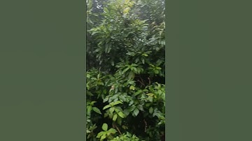 Thumbnail of Nature Enjoy - Enjoy Life #song #enjoy #lifeisbutadream
