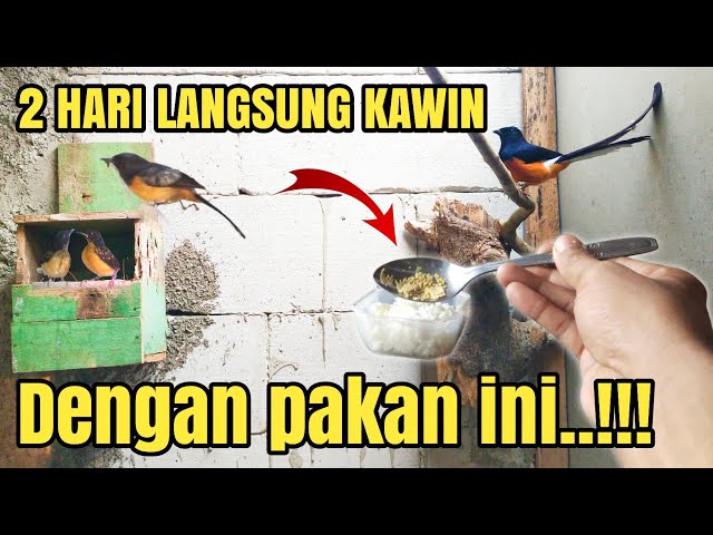 100% Berhasil ternak MURAI BATU dengan Pakan Racikan ini‼️ class=