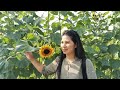 beautiful sunflower gubat gubat gubat muna tyo
