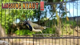CUKUP 1 MENIT‼️SOGON MANAPUN PASTI LANGSUNG  NYAUT EMOSI | GACOR NEMBAK !!