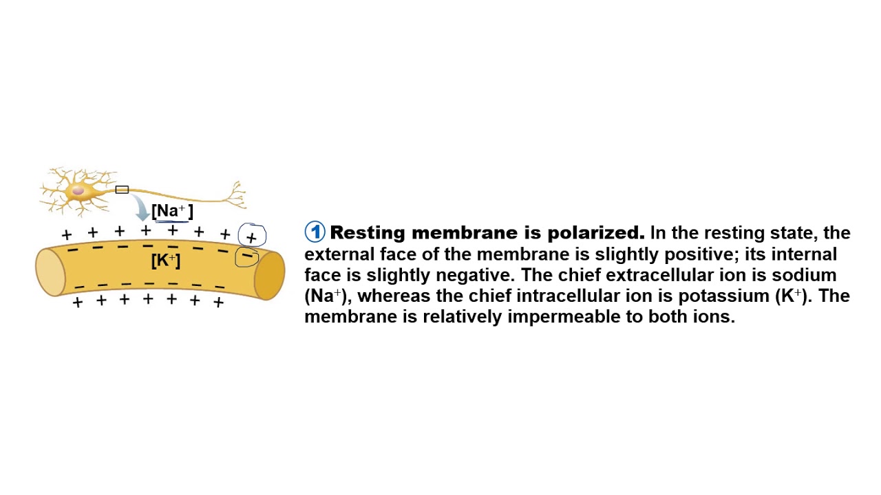 The basics of an action potential - YouTube