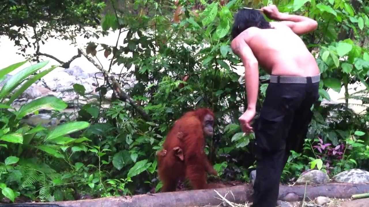 Bukit Lawang, Sumatra,  Indonesia   - orangutan trek (Jackie the orangutan/stalker video)