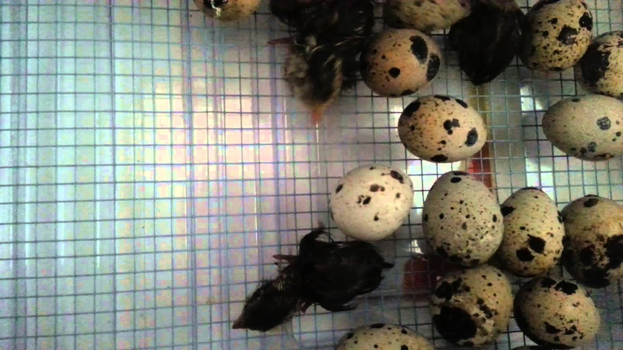 Baby quail hatching at Boggs Tract Community Farm! YouTube