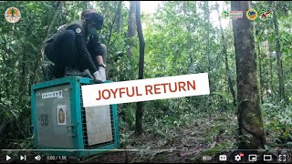 BOSF: 8 More Orangutans Go Wild!