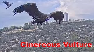 🦅🤯 CRAZY!!! Rare Cinereous Vulture Appears With Griffon Vultures!