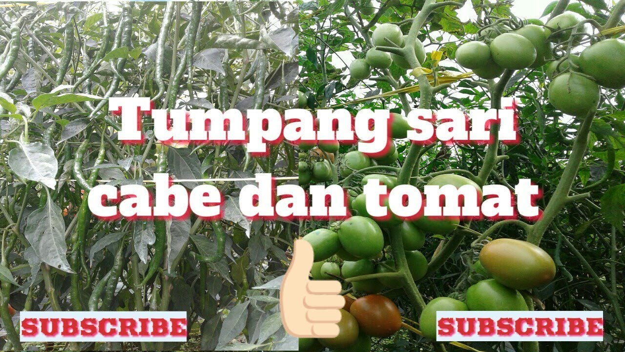Sukses Tumpang sari Cabe dan Tomat 