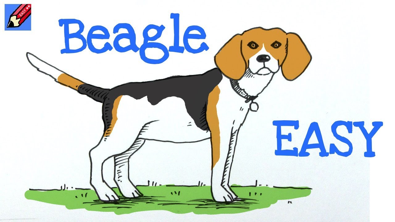 Draw a Dog Real Easy - Beagle