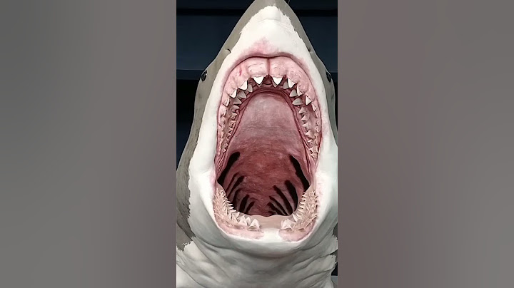 tiburón 🦈 #tiburon #tiburones #tiburón #megalodon #shark #sharks #museum #shorts #short #shortvideo