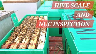 HIVE SCALE AND NUC INSPECTION #hive #scale #beenuc