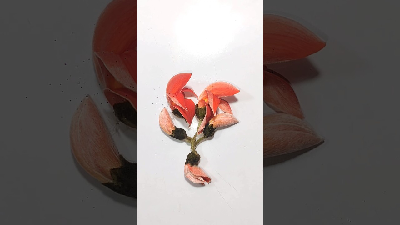 Plash ka phool design 