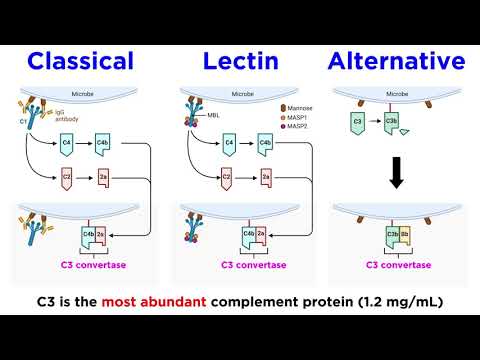 Video: Kad komplementa proteīni tiek aktivizēti pret baktērijām?
