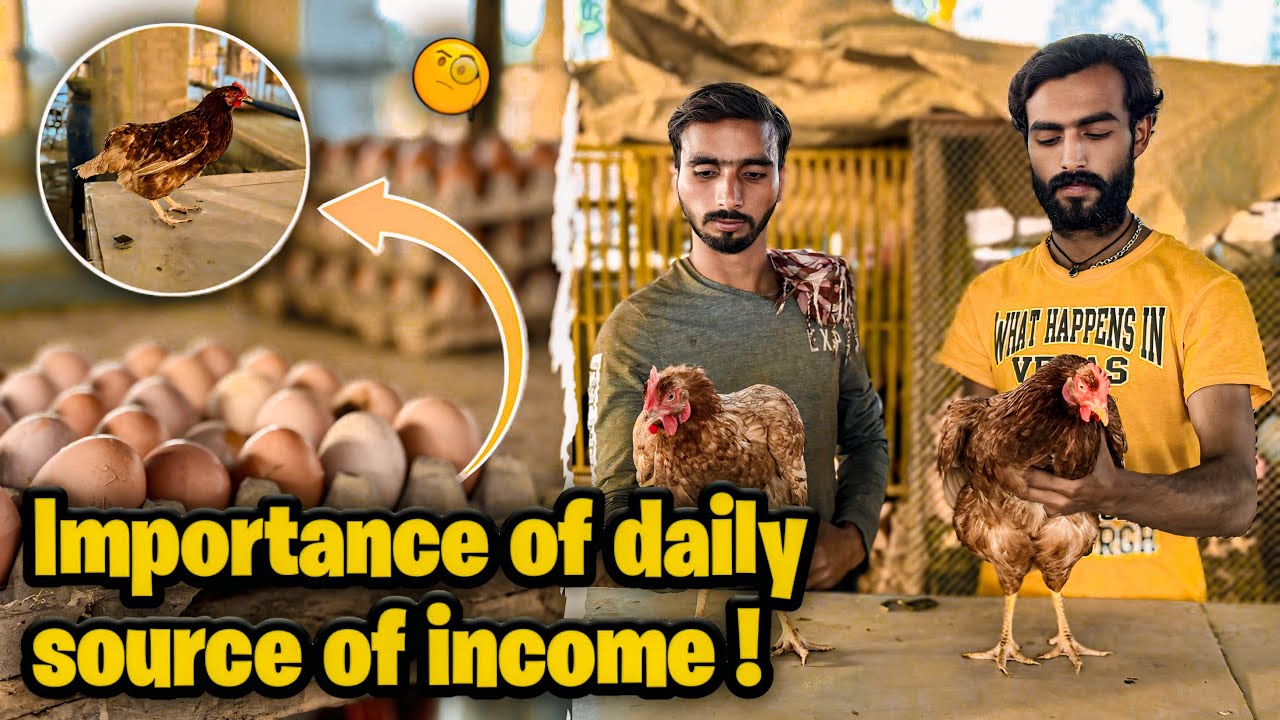 Importance of Daily Source of income |Poultry| lohman brown breed