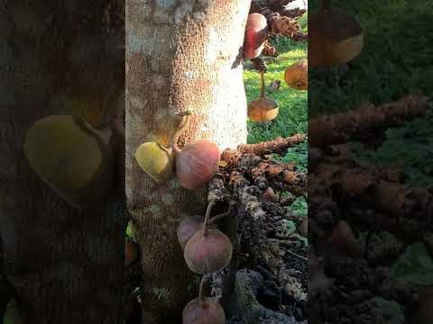 Video Công dụng quả ngoã mật #shorts - youtube