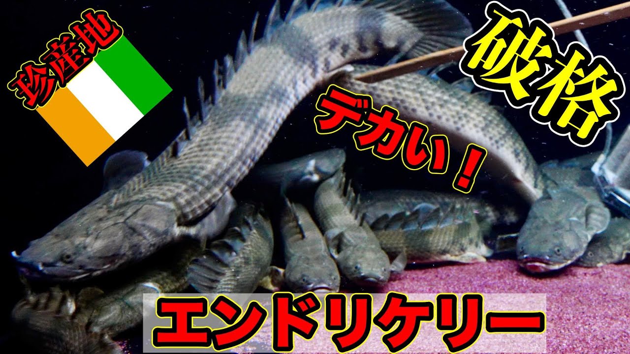 [エンドリケリー]初のコートジボワール産がやってきた！まさに珍しい個体群　ポリプテルス　エンドリケリー系最大種　わいるどもん