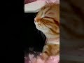 避妊手術の翌日一番安心な場所で眠る子猫さりり【Kitten sleeping in the safest place.】#Shorts #アメリカンショートヘア子猫 #猫避妊手術