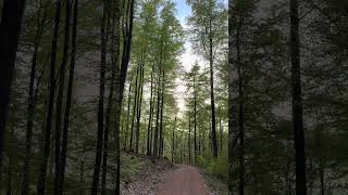 Wanderung im Wald 🇩🇪 #waldwanderung #wälder #wandern #wandernindeutschland #wandernmachtglücklich