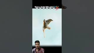 snake vs bird fight #king #a 💯☠️